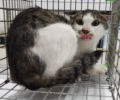 한국 고양이 - 고양이
