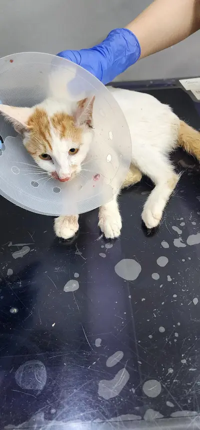 한국 고양이 - 고양이