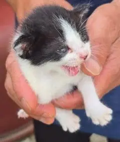 한국 고양이 - 고양이