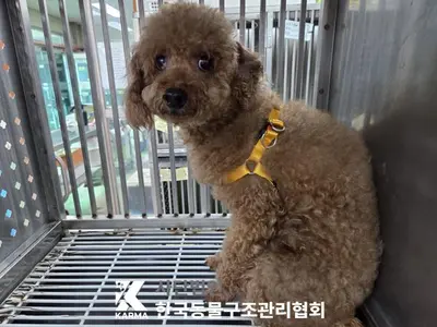 푸들 - 강아지
