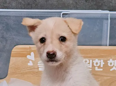 믹스견 - 강아지