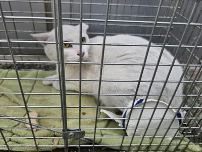 한국 고양이 - 고양이