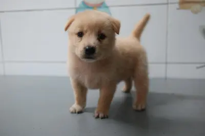 믹스견 - 강아지