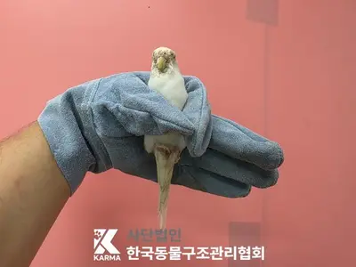 앵무새 - 기타
