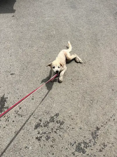믹스견 - 강아지