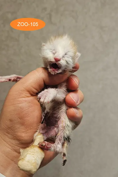 한국 고양이 - 고양이