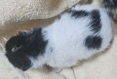 한국 고양이 - 고양이