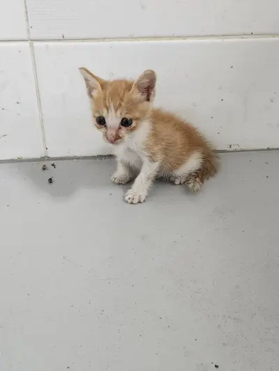 한국 고양이 - 고양이