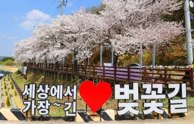 대청호 벚꽃길