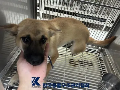 믹스견 - 강아지