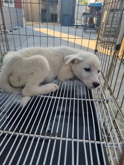 믹스견 - 강아지