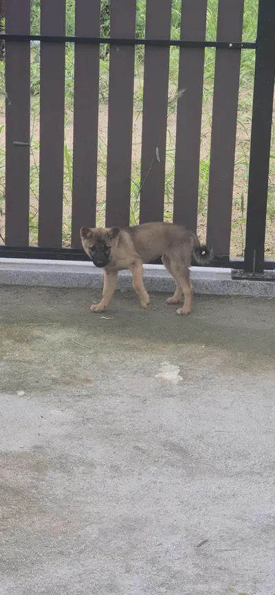 믹스견 - 강아지