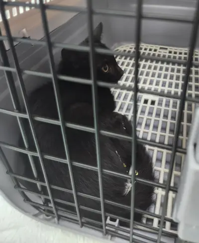 한국 고양이 - 고양이
