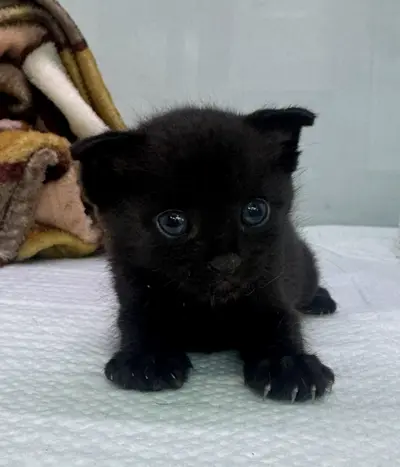 한국 고양이 - 고양이