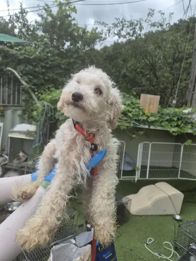 푸들 - 강아지
