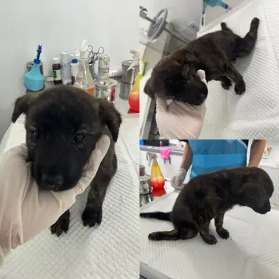 믹스견 - 강아지
