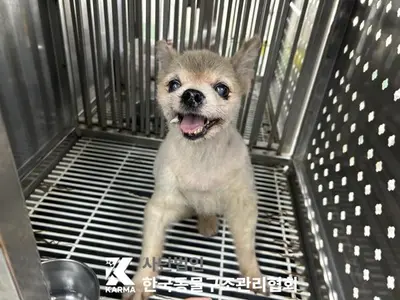 포메라니안 - 강아지