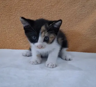믹스묘 - 고양이
