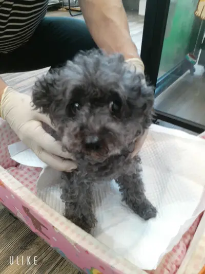 푸들 - 강아지