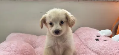 믹스견 - 강아지