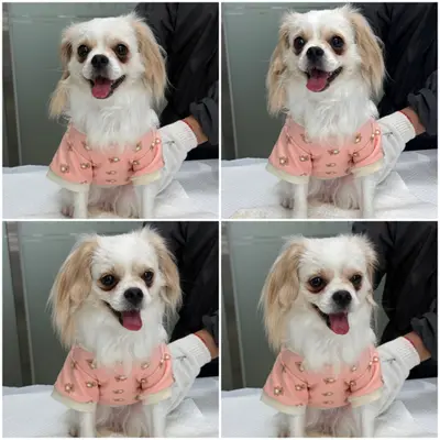 믹스견 - 강아지