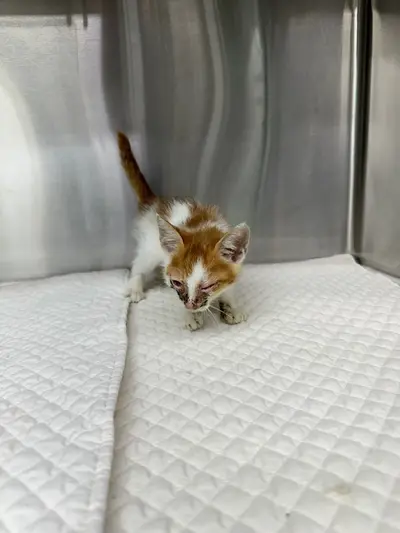 한국 고양이 - 고양이