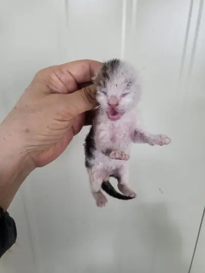 한국 고양이 - 고양이