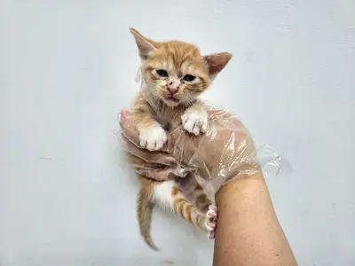 한국 고양이 - 고양이