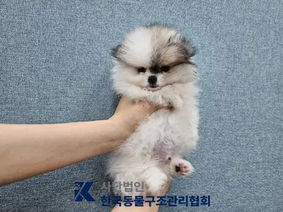 포메라니안 - 강아지