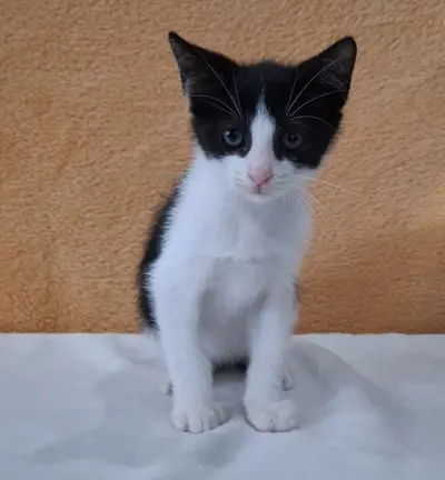 믹스묘 - 고양이