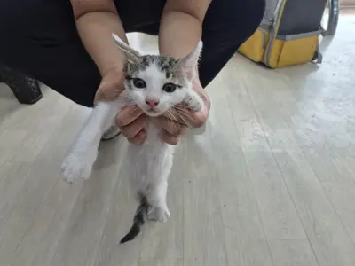 믹스묘 - 고양이