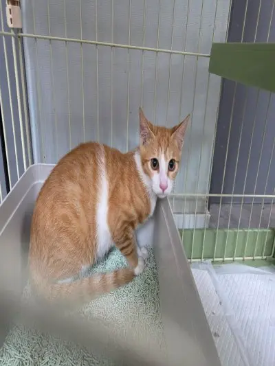 믹스묘 - 고양이