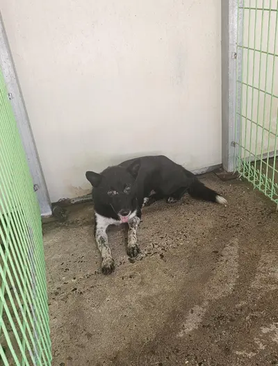 믹스견 - 강아지