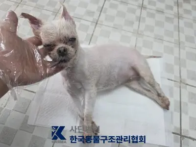 말티즈 - 강아지