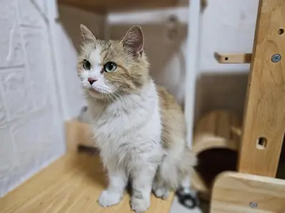 페르시안 - 고양이