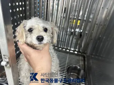 푸들 - 강아지