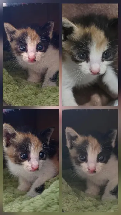 한국 고양이 - 고양이