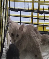 한국 고양이 - 고양이