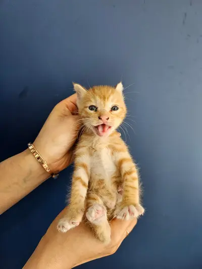 한국 고양이 - 고양이