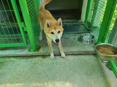 믹스견 - 강아지