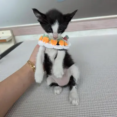 한국 고양이 - 고양이