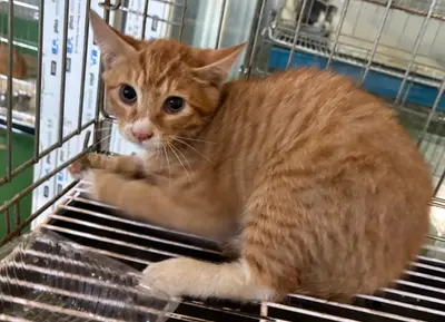 한국 고양이 - 고양이