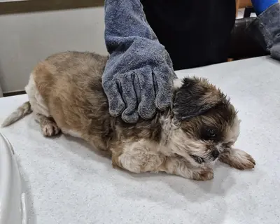 시츄 - 강아지