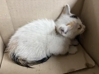 한국 고양이 - 고양이