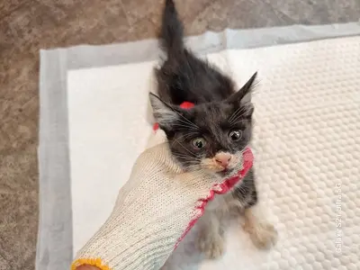 한국 고양이 - 고양이