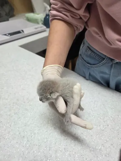 한국 고양이 - 고양이
