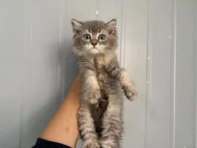 페르시안-페르시안 친칠라 - 고양이