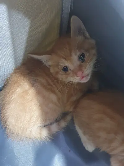 한국 고양이 - 고양이