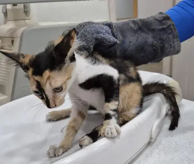 한국 고양이 - 고양이