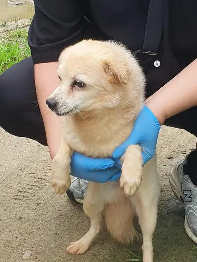 믹스견 - 강아지